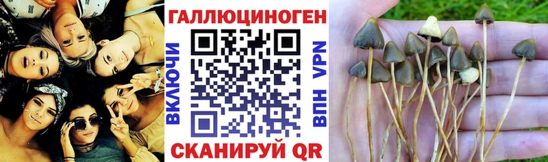 как найти   Кирс  Псилоцибиновые грибы мухоморы 
